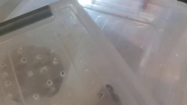 новые животные!! // новый питомец // капский варан // смотреть онлайн