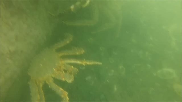 Камчатский краб смотреть онлайн