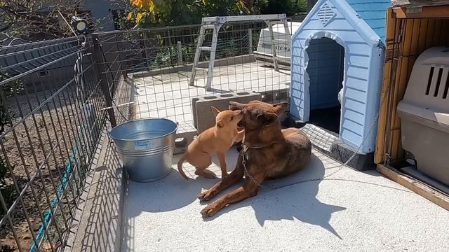 屋久島犬の子犬を甘やかすも、時に教育的指導を与える猟犬アスカ смотреть онлайн