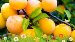 Слива желтая Самоплодная ? Обзор: посадка и уход. крупномеры сливы: описание и особенности