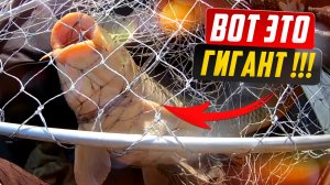 ГИГАНТСКИЙ САЗАН не влез в сачок.