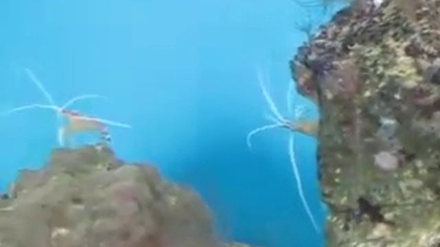 368 Вьетнам Нячанг КРЕВЕТКА ДОКТОР ИНСТИТУТ ОКЕАНОГРАФИИ Viet Nha Trang Oceanography CLEANER SHRIM смотреть онлайн