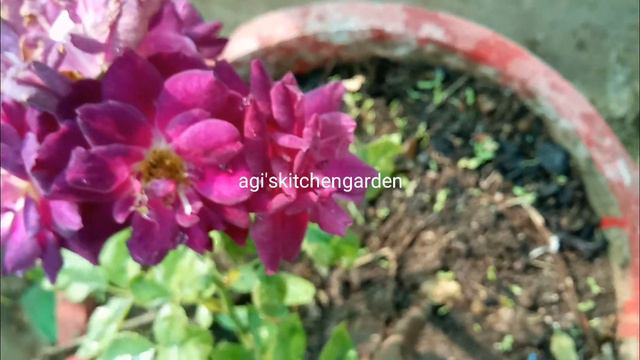Diamond eyes rose plant care in Tamil with Eng subtitles смотреть онлайн