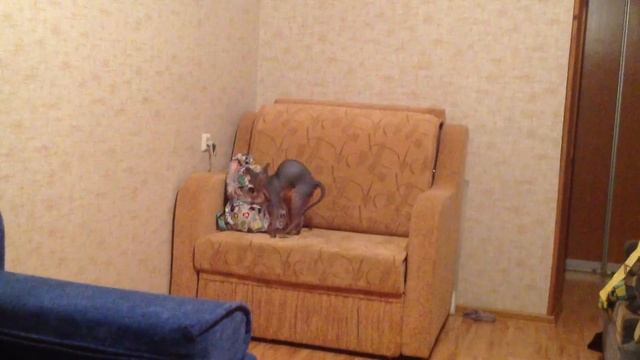 Серьёзный разговор с кошкой смотреть онлайн