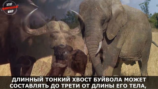 Африканский Буйвол (Черный Буйвол) - самое крупное копытное животное. Интересные факты смотреть онлайн