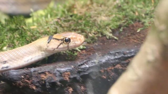 La Ménagerie - Le Zoo du Jardin des Plantes - Paris смотреть онлайн