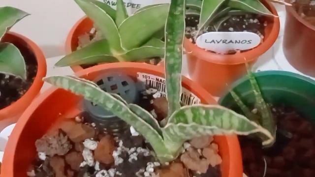[Sansevieria Fischeri] Day 43 With My Sansevieria/Dracaena Year End Plant Journey