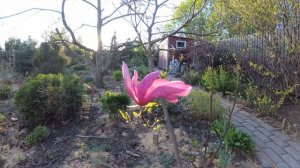 Магнолия "Susan" цветёт 04-23.05.18 Magnolia "Susan" blooming
