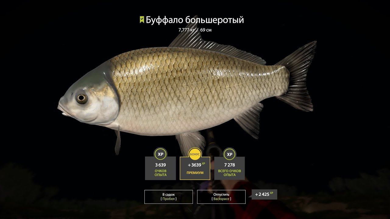 Русская рыбалка 4 Буффало большеротый Ахтуба смотреть онлайн