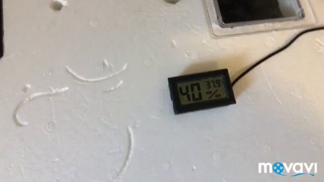 Инкубация яиц перепелов без переворота . Эксперимент. смотреть онлайн