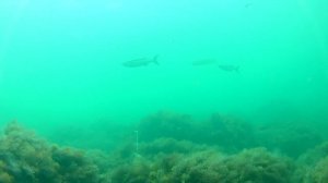 Брачные игры лобана.