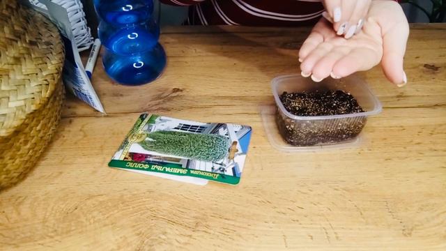 Как посеять ДИХОНДРУ из семян на рассаду💚 смотреть онлайн