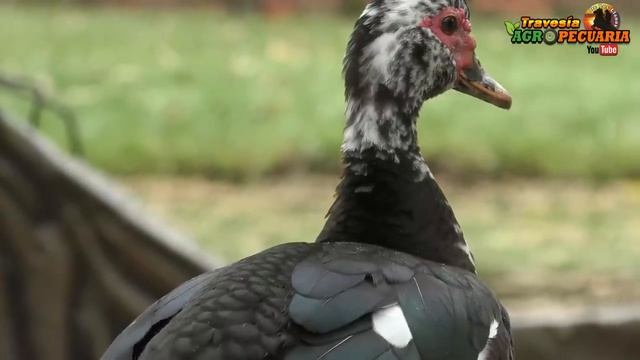 LOS PATOS Y SUS VENTAJAS смотреть онлайн