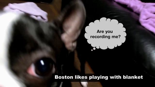 【bostonterrier】　From 3 Month To 1 Year 9 Moth Old （with Pug）