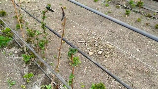 Малина МАРАВИЛЛА. Хороший сорт но слабый ... Выводы по сорту.