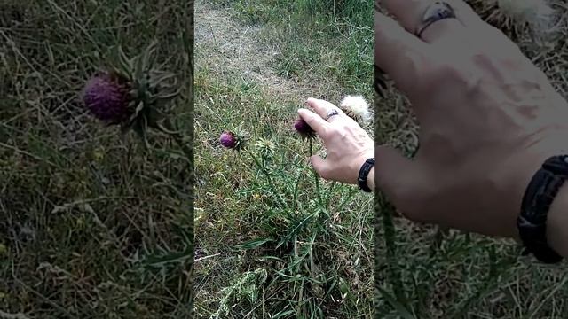 Сонник. Чертополох во снах.mp4 смотреть онлайн
