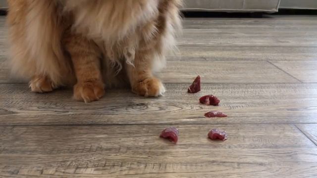 #Мейн-кун аппетитно ест сырое мясо / The Maine Coon Eats Crude Meat