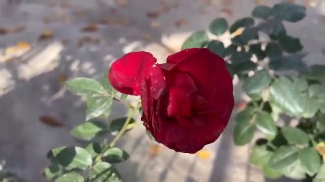 Красивые красные розы цветы смотреть онлайн