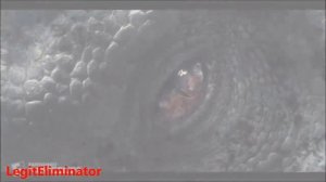 Indominus Rex Tribute - Rise