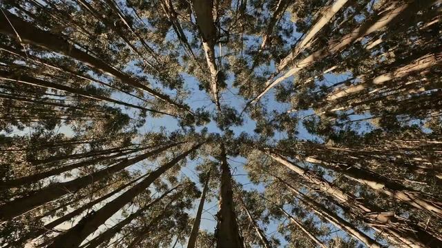 Расслабляющее пение птиц и легкие звуки деревьев АСМР Relaxing birdsong and gentle tree sounds АСМ смотреть онлайн
