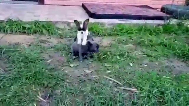 Бело-шоколадная и голубая девочки чихуахуа смотреть онлайн