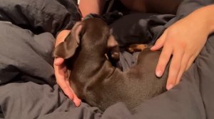 мы завели собаку