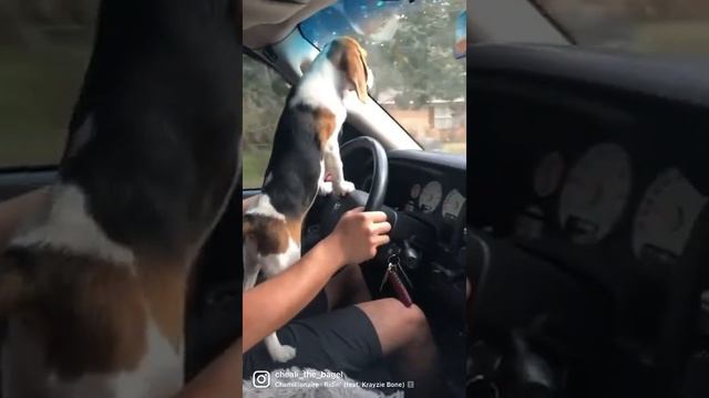 WATCH Out WORLD! Cheali the Bagel is learning to Drive! смотреть онлайн