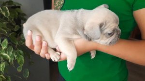 Французский бульдог,  мальчик, лиловый фавн