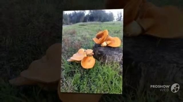 Gymnopilus ventricosus - fungi kingdom смотреть онлайн