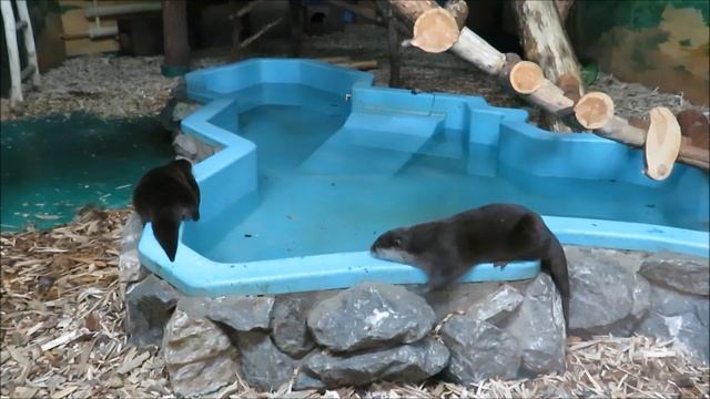 Азиатские бескоготные выдры в Тропическом мире 30.10.2020 смотреть онлайн