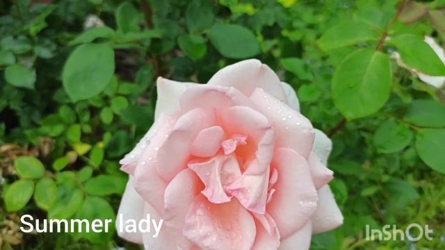 17 сортов роз: Розариум ютерзен, Аспирин, Аскот, Барон Ротшильд, Цыган, Капри, Бургунди Айс, и т д. смотреть онлайн