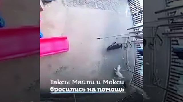 Срочно две таксы спасли ребенка от змеи смотреть онлайн
