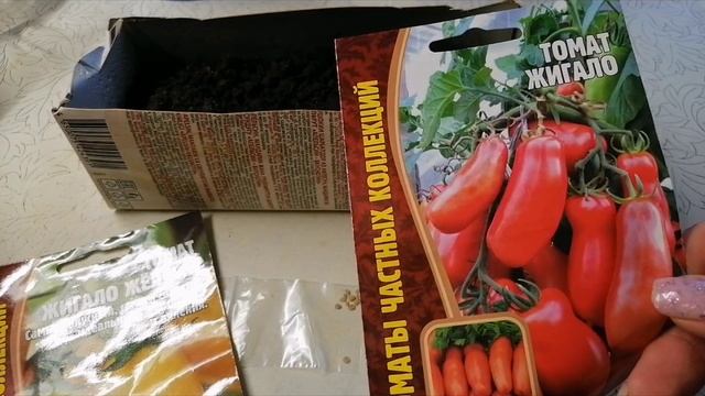 Садим томаты. Сорта ЖИГАЛО и Оранжевая кнопка. смотреть онлайн
