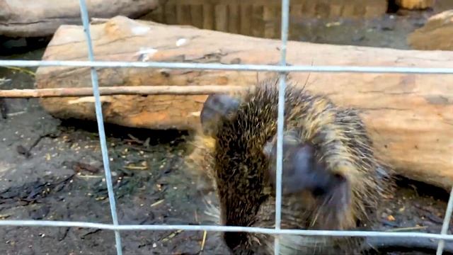 Веселая история в зоопарке с похищением смотреть онлайн
