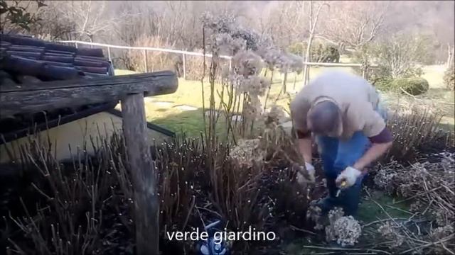 2 Filmato potatura ortensie смотреть онлайн