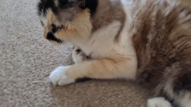 Cat activation mrrp and meep смотреть онлайн