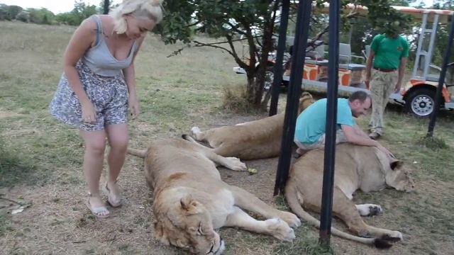 Очень позитивные туристы на львином пляже ! ДРУЗЬЯ ПО СЧАСТЬЮ ! смотреть онлайн