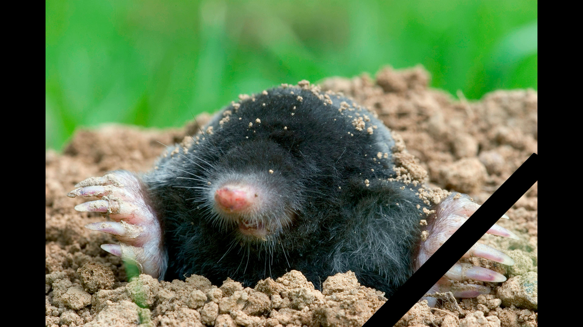 Кроты,как я избавился от кротов.