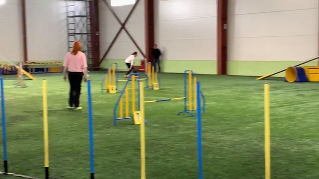 Чемпионат ЛО Аджилити Чиж Елена и шелти MOTIV DUSHI IZ STAROY SHUI смотреть онлайн