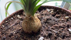 Выращивание Нолины из семян. Что же выросло спустя 3 года ?