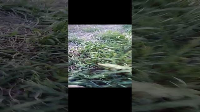 Переселения роя из ловушки в Улей (10) смотреть онлайн