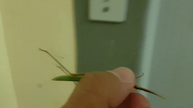 НАСЕКОМЫЕ В СОЧИ | Субтропический рай в отдельно взятом городе смотреть онлайн