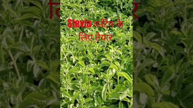 स्टेविआ के बीज, पौधे और पत्तियां - Stevia Seeds Plants & Leaves - #steviaseeds #steviaplants #Stevi смотреть онлайн