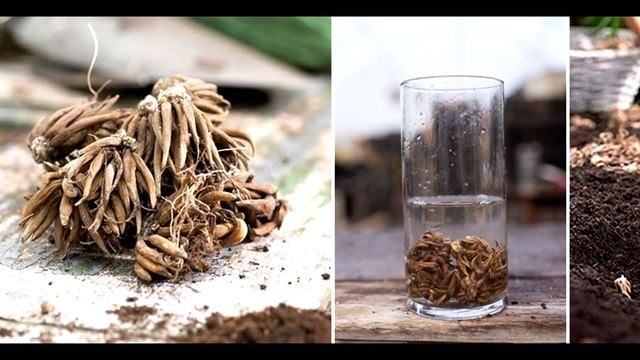 Ранункулюс - Ranunculus / Самый КРАСИВЫЙ и НЕЖНЫЙ Цветок во всем мире ЛЮТИК Альпийский смотреть онлайн