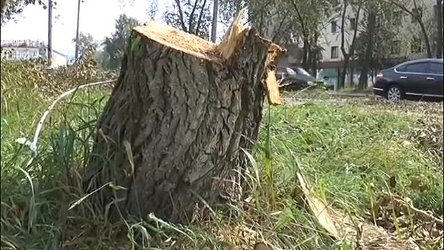 Тополя Рубят смотреть онлайн