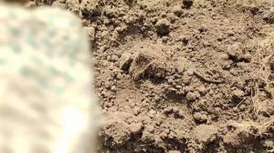 Копаем картошку. Сорта Зекура и Прайм порадовали