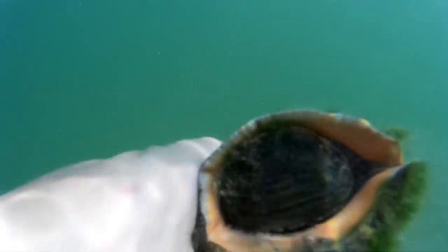 Шоу и Концерты