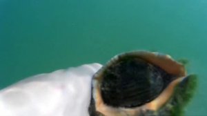 Как ловить рапаны