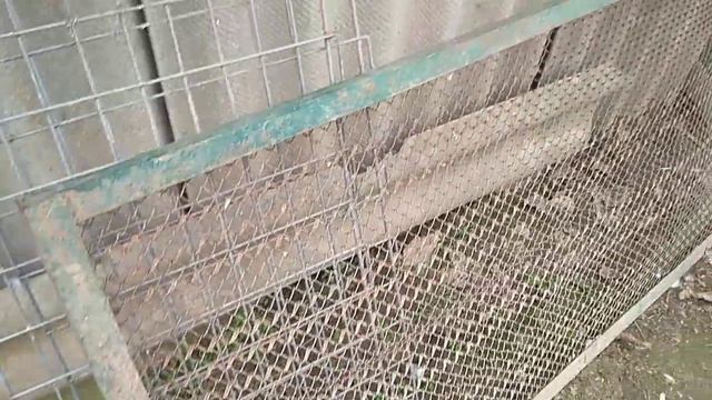 занеслись индоутки !! Я рад смотреть онлайн