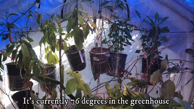 Texas February Freeze 2021| Plant Impacts from Winter Storm Uri смотреть онлайн